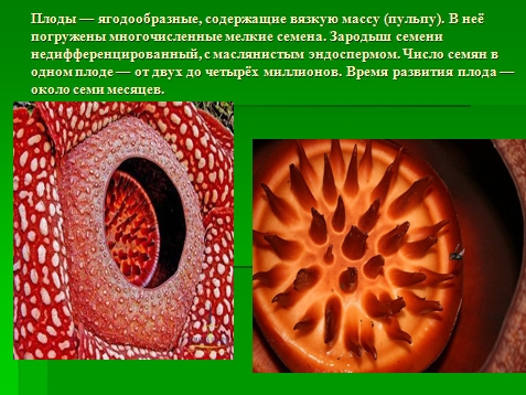 prezentacja Niesamowite rośliny