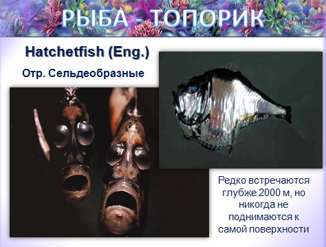 Удивительные животные Surprices of the water world