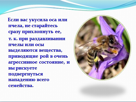 Ugryzienia owadów